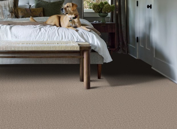 Secret Journey in Mocha Carpet