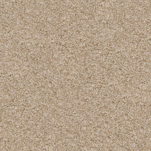 Labrador in Bulldog Carpet
